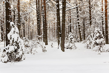 Image showing winter trees  