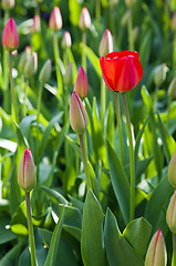 Image showing red tulips  