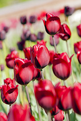 Image showing red  tulips  