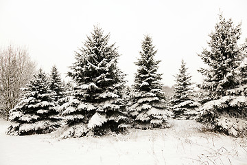 Image showing fir-tree in the winter  