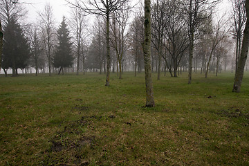 Image showing trunks of trees 