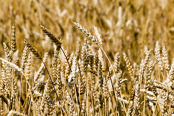 Image showing ripened cereals  