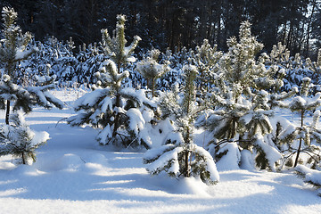 Image showing fir-tree in the winter  