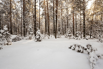 Image showing winter trees  