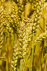 Image showing   rye ears  