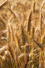 Image showing ripened cereals  