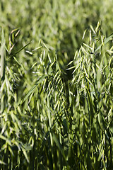 Image showing ear in a field of oats  