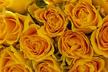 Image showing yellow roses  