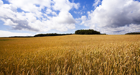 Image showing agricultural field  .