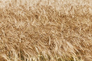 Image showing ripe wheat  