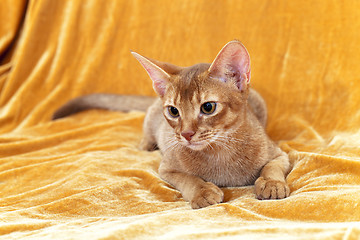 Image showing Abyssinian cat 