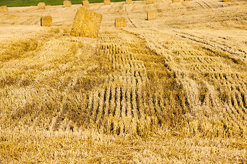 Image showing harvest cereals  