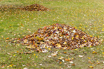 Image showing the fallen-down foliage 