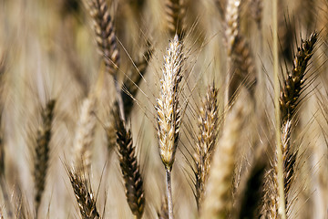 Image showing ripened cereals  