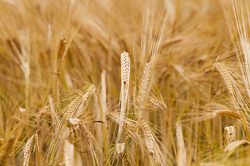 Image showing ripened cereals  