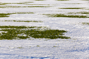 Image showing sprouts of winter wheat  