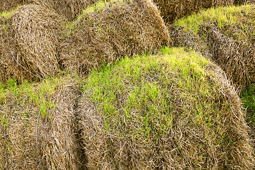 Image showing the sprouted wheat  