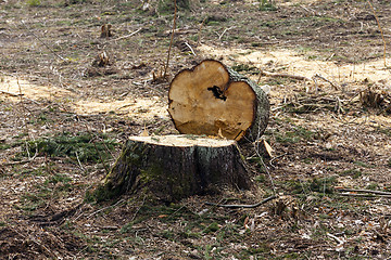 Image showing old trees 