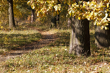 Image showing trees in the fall 