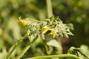 Image showing flowering tomato 
