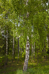 Image showing small birch grove  