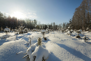 Image showing fir-tree in the winter  