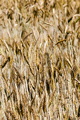 Image showing ripened cereals  