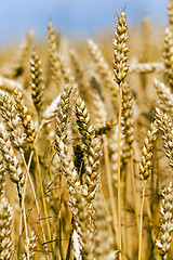 Image showing ripened cereals  