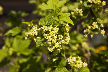 Image showing flowering currant 