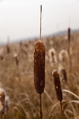 Image showing   stems of cattail  