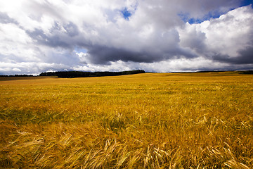 Image showing agricultural field  