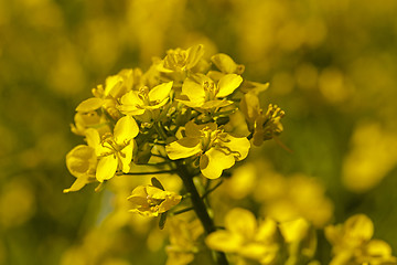 Image showing blossoming colza  