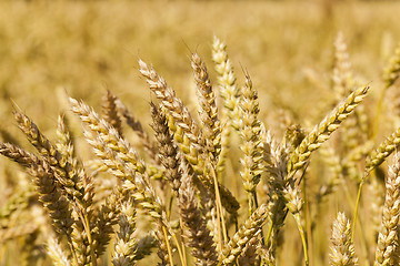 Image showing ripened cereals  