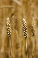 Image showing ripe wheat  