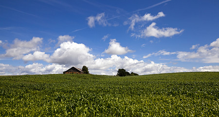 Image showing corn field  