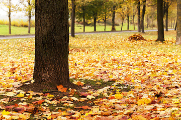 Image showing trees in the fall 