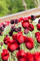 Image showing red and maroon tulips 