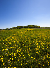 Image showing Dandelion field  