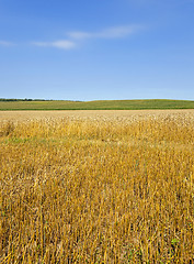 Image showing agricultural field  