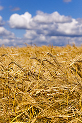 Image showing ripened cereals  