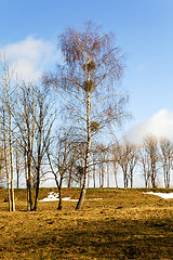 Image showing trees in the spring  