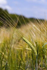 Image showing ears rye  