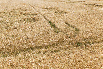 Image showing broken wind wheat  