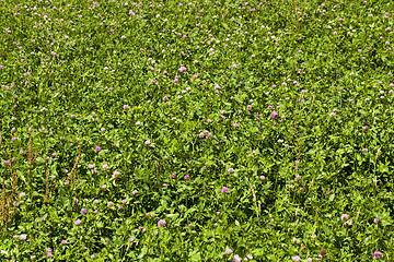 Image showing flowering clover  