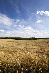 Image showing wheat field  