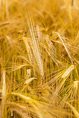 Image showing ripened cereals  