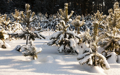 Image showing fir-tree in the winter  