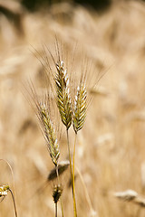 Image showing ripened cereals  