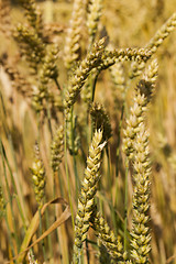 Image showing ripened cereals  