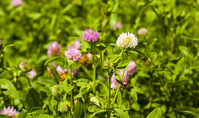 Image showing flowering clover  